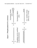 RNA INTERFERENCE MEDIATED INHIBITION OF GENE EXPRESSION USING SHORT     INTERFERING NUCLEIC ACIDS (siNA) diagram and image