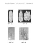 NUCLEOTIDE SEQUENCES ENCODING RAMOSA3 AND SISTER OF RAMOSA3 AND METHODS OF     USE FOR SAME diagram and image