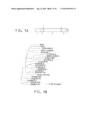 NUCLEOTIDE SEQUENCES ENCODING RAMOSA3 AND SISTER OF RAMOSA3 AND METHODS OF     USE FOR SAME diagram and image