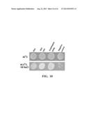 NUCLEOTIDE SEQUENCES ENCODING RAMOSA3 AND SISTER OF RAMOSA3 AND METHODS OF     USE FOR SAME diagram and image