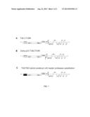 Viral Based Transient-Expression Vector System That Allows Multiple     Applications diagram and image