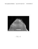 FIELD EMISSION ELECTRON SOURCE AND FIELD EMISSION DEVICE USING THE SAME diagram and image