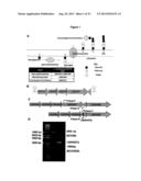 RECOMBINANT LACTOBACILLUS WITH DECREASED LIPOTEICHOIC ACID TO REDUCE     INFLAMMATORY RESPONSES diagram and image