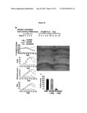 RECOMBINANT LACTOBACILLUS WITH DECREASED LIPOTEICHOIC ACID TO REDUCE     INFLAMMATORY RESPONSES diagram and image