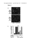 METHODS FOR ORGAN REGENERATION diagram and image