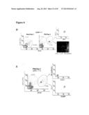 METHODS FOR ORGAN REGENERATION diagram and image