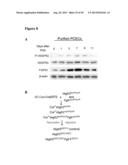 METHODS FOR ORGAN REGENERATION diagram and image