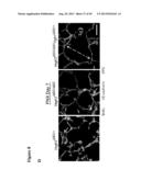 METHODS FOR ORGAN REGENERATION diagram and image