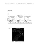 METHODS FOR ORGAN REGENERATION diagram and image