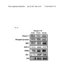 METHOD OF REGULATING FERTILIZING ABILITY USING CYCLIC ADP-RIBOSE AND CD38 diagram and image