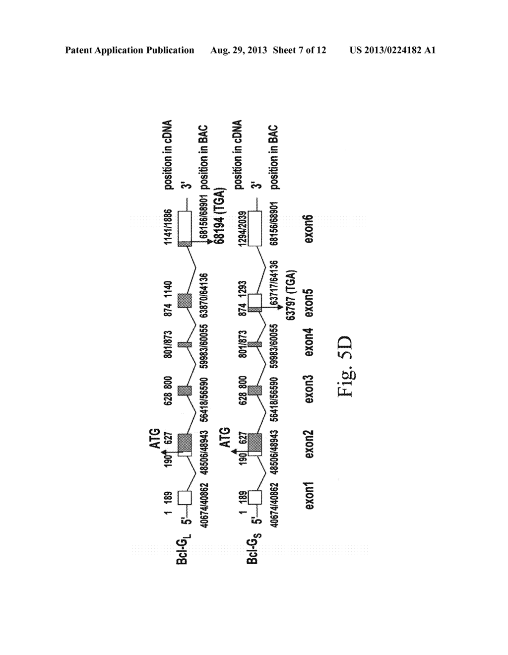 BCL-G POLYPEPTIDES, ENCODING NUCLEIC ACIDS AND METHODS OF USE - diagram, schematic, and image 08