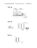 METHOD FOR THE PROGNOSIS OF THE PROGRESSION OF CANCER diagram and image