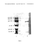 THERAPEUTIC USES OF GLANDULAR KALLIKREIN diagram and image