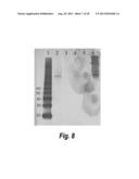 TISSUE SCAFFOLDS DERIVED FROM FORESTOMACH EXTRACELLULAR MATRIX diagram and image