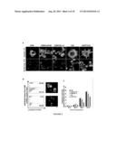 NOSCAPINE ANALOGS AND THEIR USE IN TREATING CANCERS diagram and image