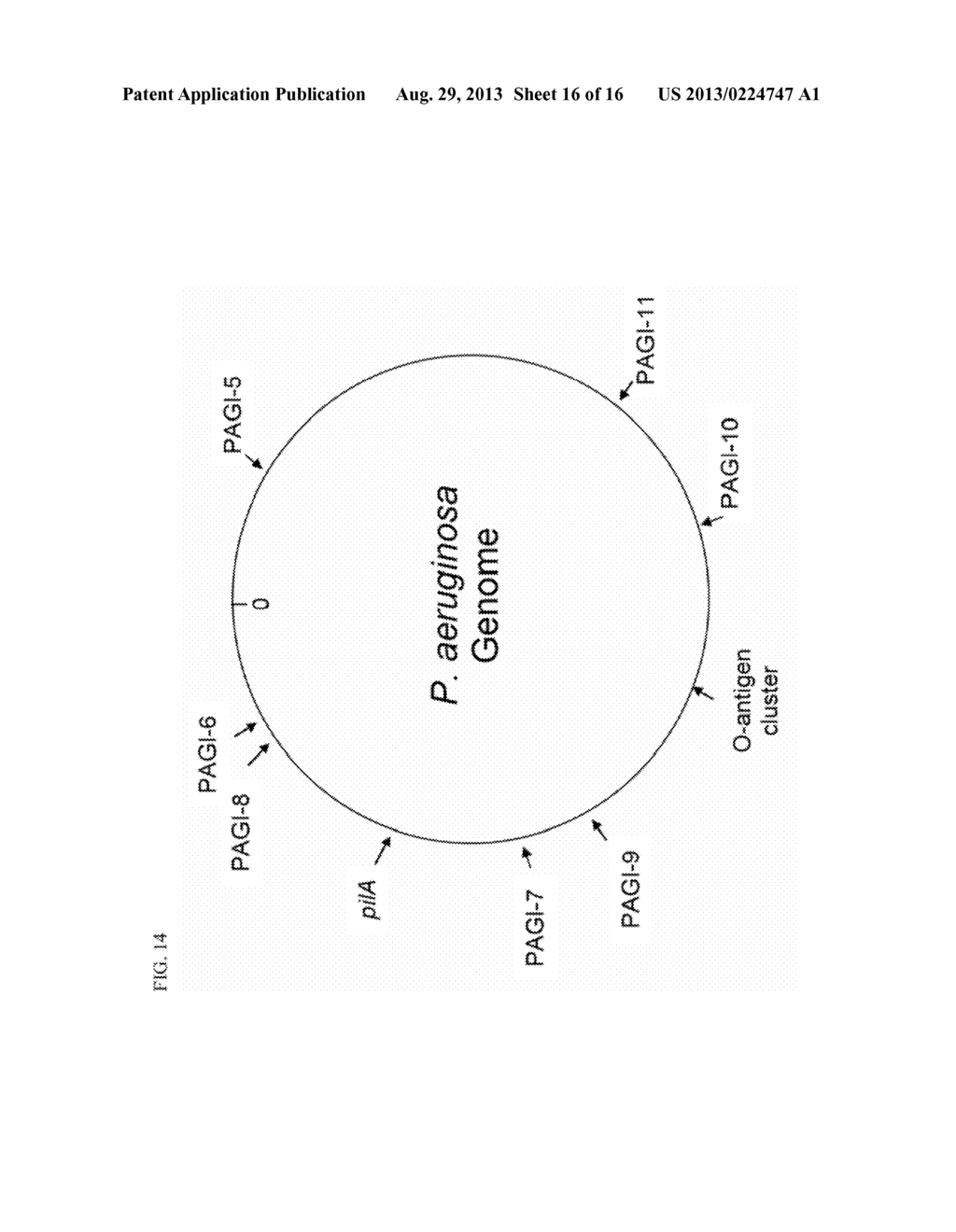 Pathogenecity Islands of Pseudomonas Aeruginosa - diagram, schematic, and image 17