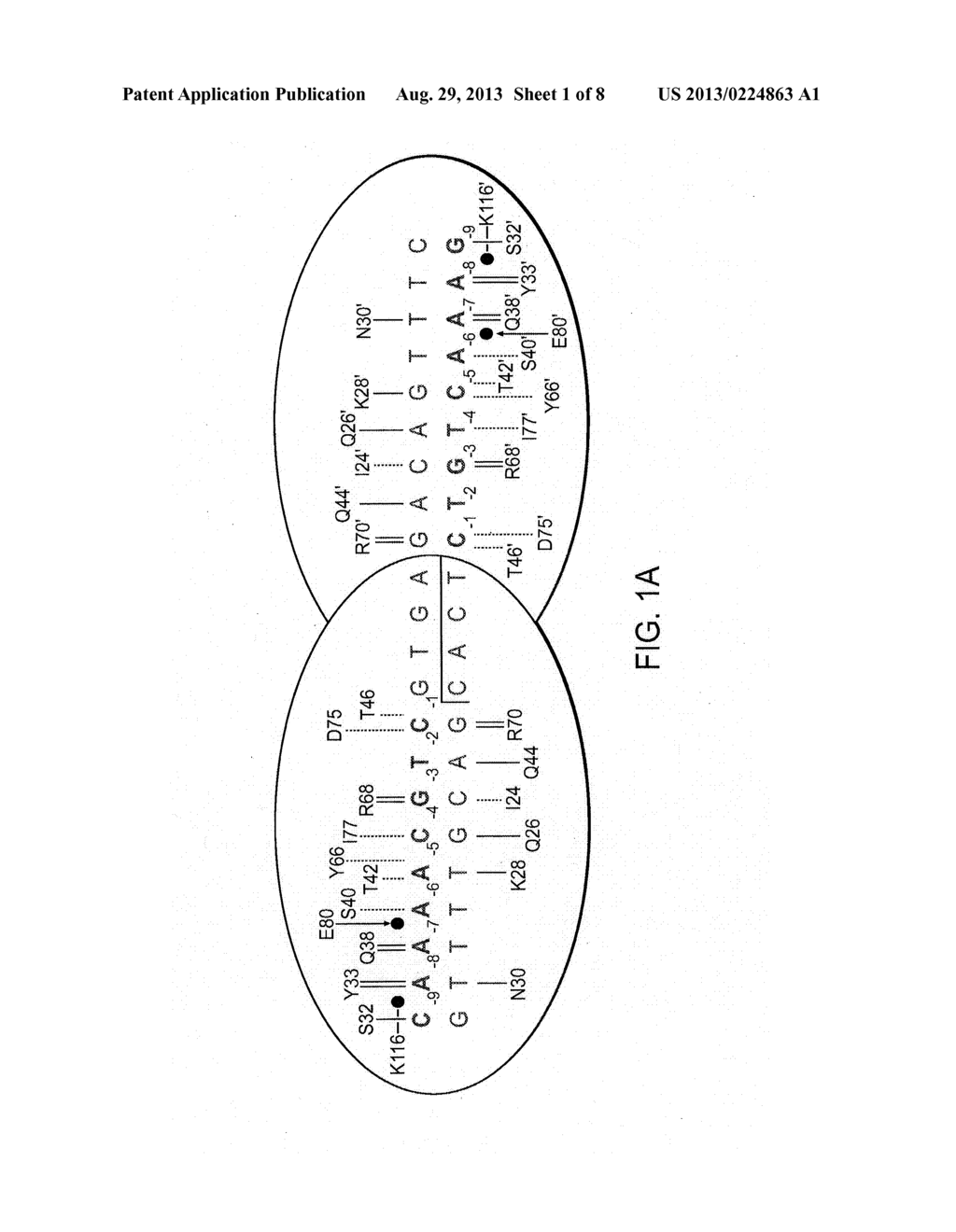 RATIONALLY-DESIGNED MEGANUCLEASES WITH RECOGNITION SEQUENCES FOUND IN     DNASE HYPERSENSITIVE REGIONS OF THE HUMAN GENOME - diagram, schematic, and image 02