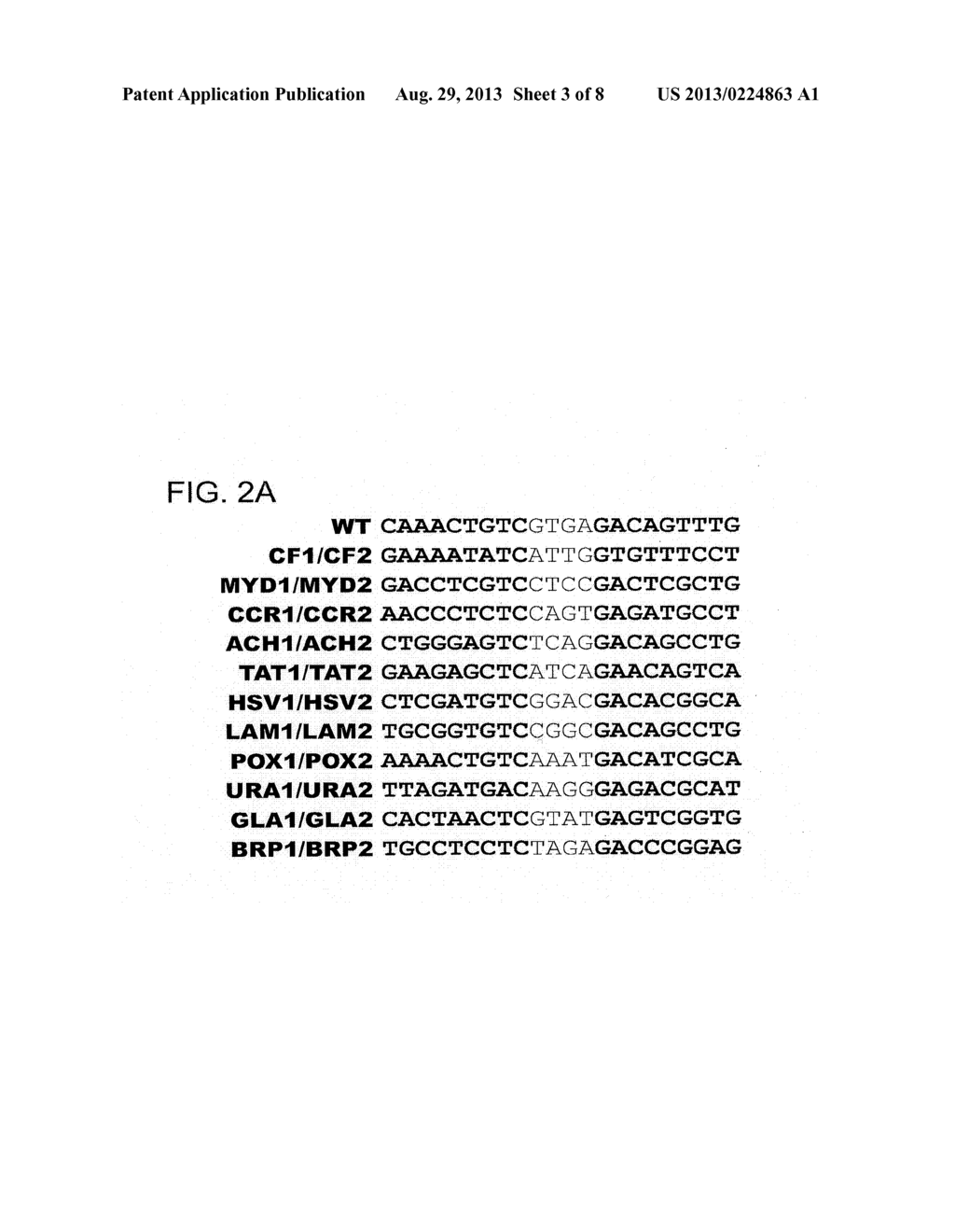 RATIONALLY-DESIGNED MEGANUCLEASES WITH RECOGNITION SEQUENCES FOUND IN     DNASE HYPERSENSITIVE REGIONS OF THE HUMAN GENOME - diagram, schematic, and image 04