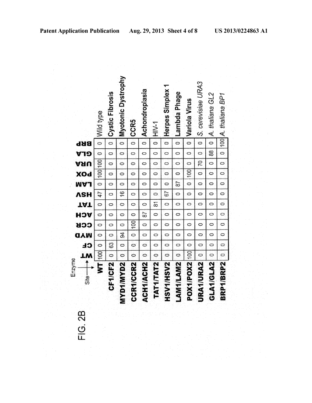 RATIONALLY-DESIGNED MEGANUCLEASES WITH RECOGNITION SEQUENCES FOUND IN     DNASE HYPERSENSITIVE REGIONS OF THE HUMAN GENOME - diagram, schematic, and image 05