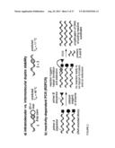 REACTIVITY-DEPENDENT AND INTERACTION-DEPENDENT PCR diagram and image