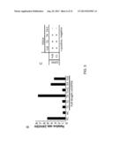 TEX14 PEPTIDES AS NOVEL ANTITUMOR AGENTS diagram and image