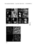 TEX14 PEPTIDES AS NOVEL ANTITUMOR AGENTS diagram and image