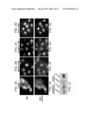 PROTEASOME INHIBITORS AND USES THEREOF diagram and image