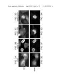 PROTEASOME INHIBITORS AND USES THEREOF diagram and image