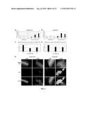 METHODS AND COMPOSITIONS TO REGULATE PLANT TRANSFORMATION SUSCEPTIBILITY diagram and image