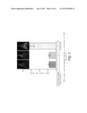 PAPILLOMAVIRUS PSEUDOVIRUSES FOR DETECTION AND THERAPY OF TUMORS diagram and image