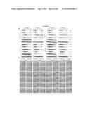 Cell Permeable Inhibitors of Anaphase Promoting Complex diagram and image