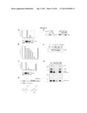 Cell Permeable Inhibitors of Anaphase Promoting Complex diagram and image