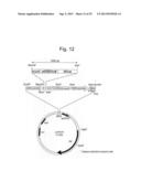 PHARMACEUTICAL COMPOSITION FOR TREATING BONE DISEASES WHICH COMPRISES     PROTEIN COMPRISING FRIZZLED1, FRIZZLED2 OR FRIZZLED7 EXTRACELLULAR     CYSTEINE-RICH DOMAIN diagram and image