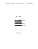 METHODS FOR DIAGNOSIS AND TREATMENT OF PROLIFERATIVE DISORDERS MEDIATED BY     CD40 SIGNALING diagram and image