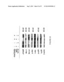 METHODS FOR DIAGNOSIS AND TREATMENT OF PROLIFERATIVE DISORDERS MEDIATED BY     CD40 SIGNALING diagram and image