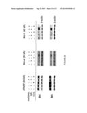 METHODS FOR DIAGNOSIS AND TREATMENT OF PROLIFERATIVE DISORDERS MEDIATED BY     CD40 SIGNALING diagram and image