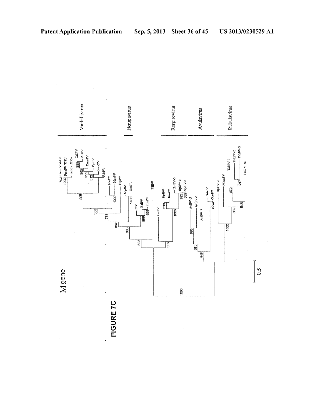 NOVEL PARAMYXOVIRUS AND USES THEREOF - diagram, schematic, and image 37