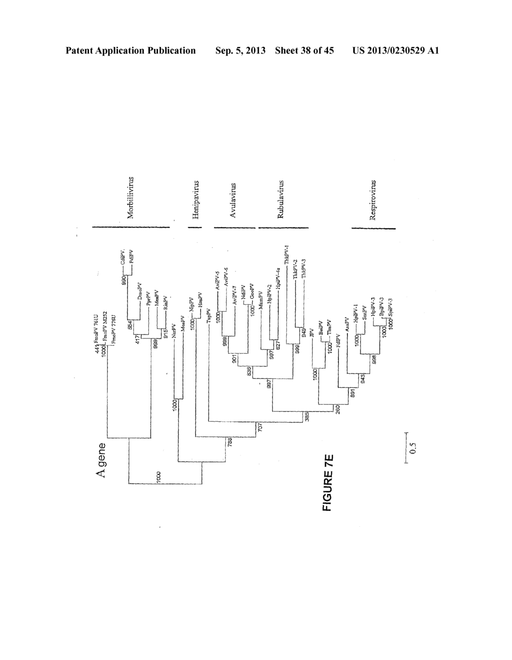 NOVEL PARAMYXOVIRUS AND USES THEREOF - diagram, schematic, and image 39