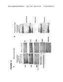 ANTAGONISTIC HUMAN LIGHT-SPECIFIC HUMAN MONOCLONAL ANTIBODIES diagram and image