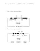 COMPOSITIONS MONOVALENT FOR CD28 BINDING AND METHODS OF USE diagram and image