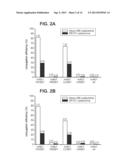 ENGINEERED POLYPEPTIDE CONJUGATES AND METHODS FOR MAKING THEREOF USING     TRANSGLUTAMINASE diagram and image