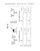 ENGINEERED POLYPEPTIDE CONJUGATES AND METHODS FOR MAKING THEREOF USING     TRANSGLUTAMINASE diagram and image