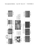 ISOLATED MESENCHYMAL PROGENITOR CELLS AND EXTRACELLULAR MATRIX PRODUCED     THEREBY diagram and image