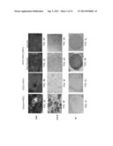 ISOLATED MESENCHYMAL PROGENITOR CELLS AND EXTRACELLULAR MATRIX PRODUCED     THEREBY diagram and image