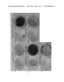 ISOLATED MESENCHYMAL PROGENITOR CELLS AND EXTRACELLULAR MATRIX PRODUCED     THEREBY diagram and image