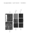 ISOLATED MESENCHYMAL PROGENITOR CELLS AND EXTRACELLULAR MATRIX PRODUCED     THEREBY diagram and image