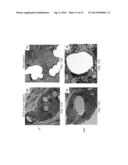 ISOLATED MESENCHYMAL PROGENITOR CELLS AND EXTRACELLULAR MATRIX PRODUCED     THEREBY diagram and image