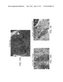 ISOLATED MESENCHYMAL PROGENITOR CELLS AND EXTRACELLULAR MATRIX PRODUCED     THEREBY diagram and image