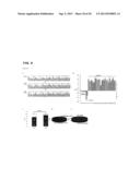 PROTEIN KINASE CK2 GENE MUTATIONS, AMPLIFICATIONS AND POLYMORPHISMS IN     HUMAN CANCERS AND METHODS OF USE diagram and image