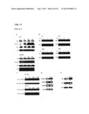 PROTEIN KINASE CK2 GENE MUTATIONS, AMPLIFICATIONS AND POLYMORPHISMS IN     HUMAN CANCERS AND METHODS OF USE diagram and image